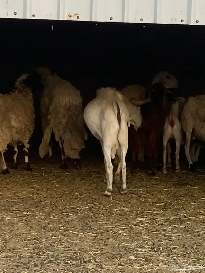 فحل بيشي حار سوم والله يباركلك 5