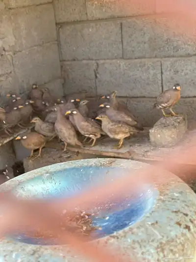 حجل منتج عندي بمحميه للبيع سعر الزوج 100 3