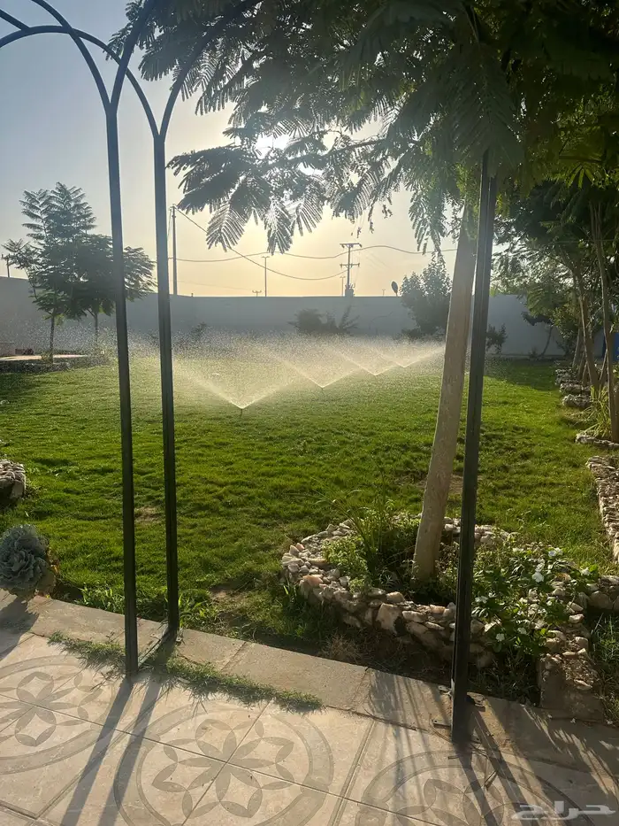 عشب طبيعي ا(إنجيلة C2000) أمريكي مقاوم للملوحه 10