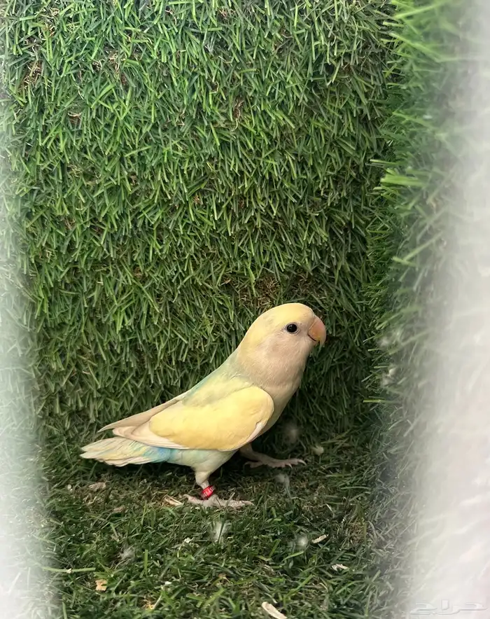 روز 0