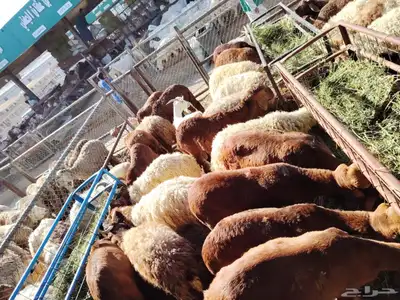 برابر وتيوس و سواكن ونعيمي 8