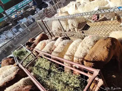 برابر وتيوس و سواكن ونعيمي 5