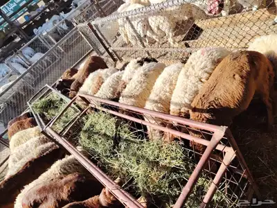 برابر وتيوس و سواكن ونعيمي 6