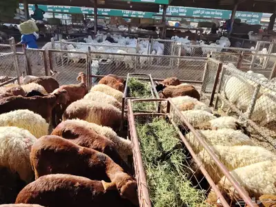 برابر وتيوس و سواكن ونعيمي 2