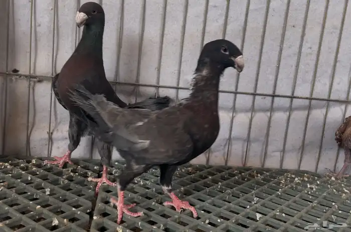 جوز هومر بلوتشك واندنوش 0