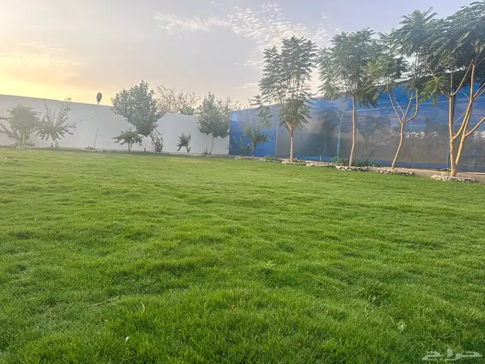 عشب طبيعي ا(إنجيلة C2000) أمريكي مقاوم للملوحه 11