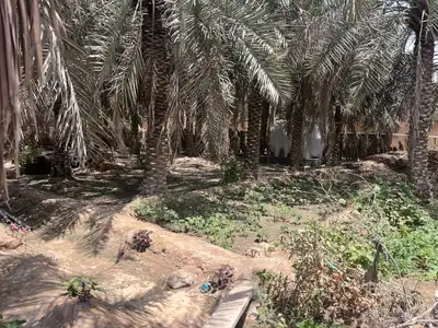 مزرعة للبيع -أرض زراعية موقع متميز- الاحساء- مزارع 18