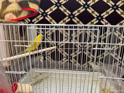 للبيع   طائر بادجي (ببغاء عش) 2