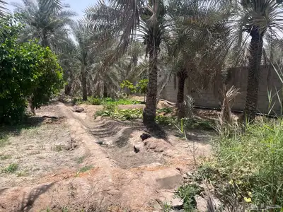 مزرعة للبيع -أرض زراعية موقع متميز- الاحساء- مزارع 17