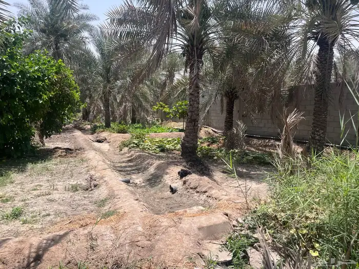 مزرعة للبيع -أرض زراعية موقع متميز- الاحساء- مزارع 17