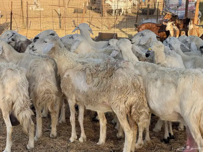 36 غنم حريات دفيع طيب السوم واصل 550 ونطلب الزود تم البيع 13