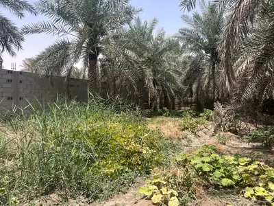 مزرعة للبيع -أرض زراعية موقع متميز- الاحساء- مزارع 21