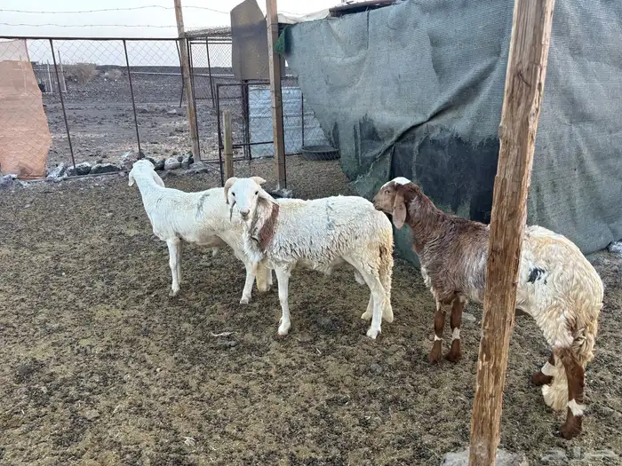طليان اضاحي 2