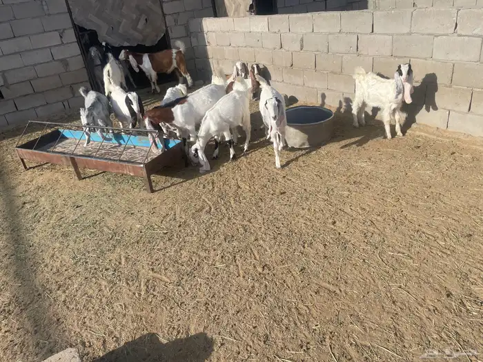معزا هولنديه 1