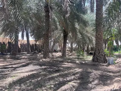 مزرعة للبيع -أرض زراعية موقع متميز- الاحساء- مزارع 15