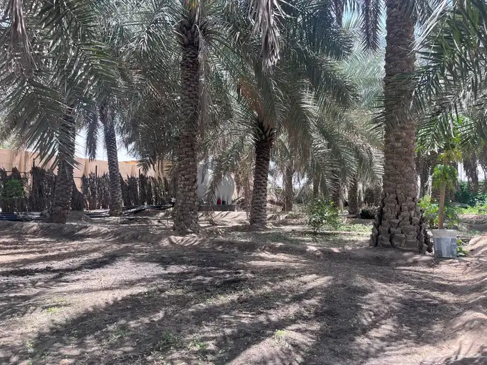 مزرعة للبيع -أرض زراعية موقع متميز- الاحساء- مزارع 15