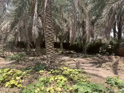 مزرعة للبيع -أرض زراعية موقع متميز- الاحساء- مزارع 20