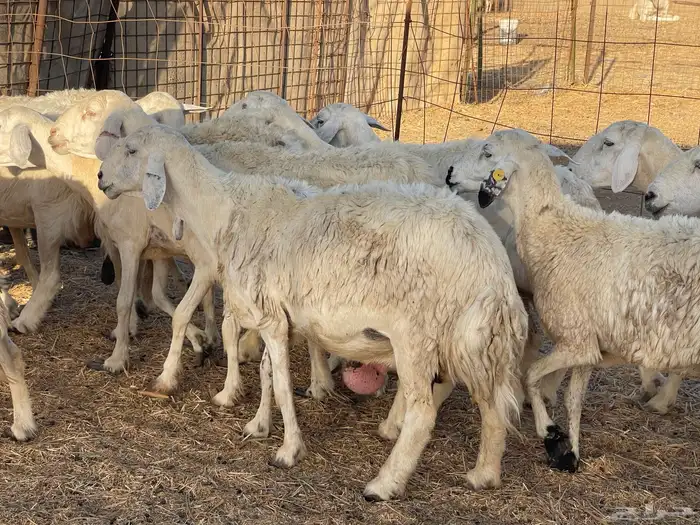 36 غنم حريات دفيع طيب السوم واصل 550 ونطلب الزود تم البيع 7