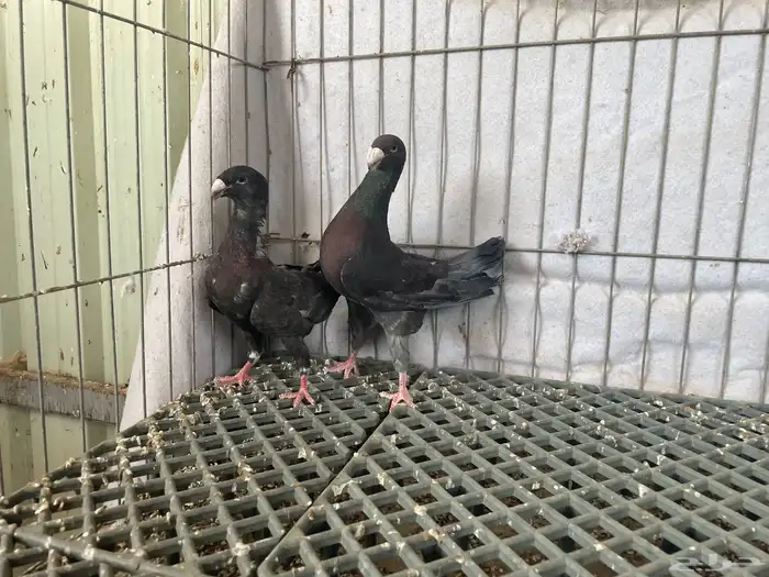 جوز هومر بلوتشك واندنوش 2