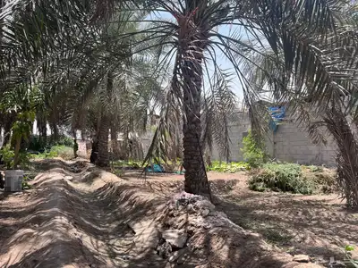 مزرعة للبيع -أرض زراعية موقع متميز- الاحساء- مزارع 14