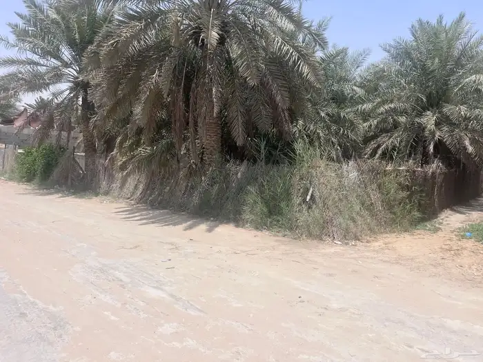 مزرعة للبيع -أرض زراعية موقع متميز- الاحساء- مزارع 26