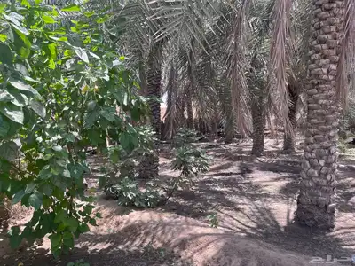مزرعة للبيع -أرض زراعية موقع متميز- الاحساء- مزارع 13