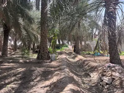مزرعة للبيع -أرض زراعية موقع متميز- الاحساء- مزارع 16