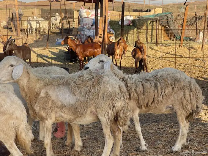 36 غنم حريات دفيع طيب السوم واصل 550 ونطلب الزود تم البيع 1