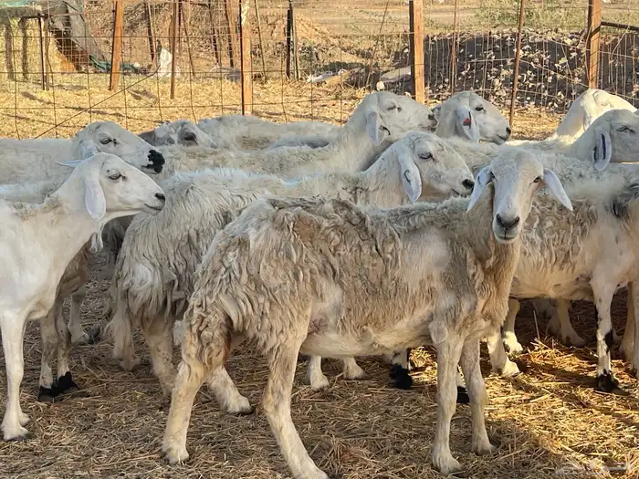 36 غنم حريات دفيع طيب السوم واصل 550 ونطلب الزود تم البيع 4