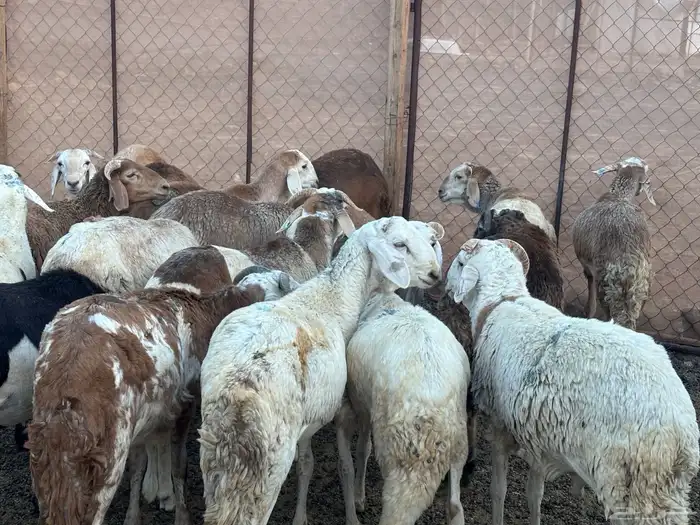 طليان اضاحي 1