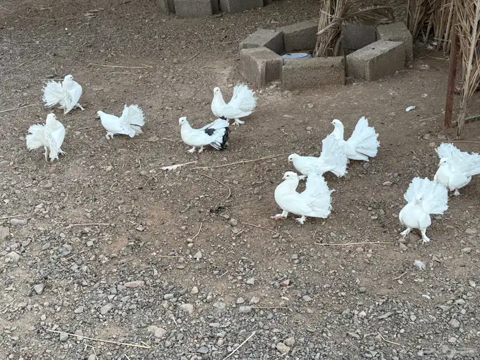 حمام رقاص 0
