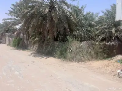 مزرعة للبيع -أرض زراعية موقع متميز- الاحساء- مزارع 25