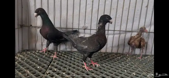 جوز هومر بلوتشك واندنوش 1