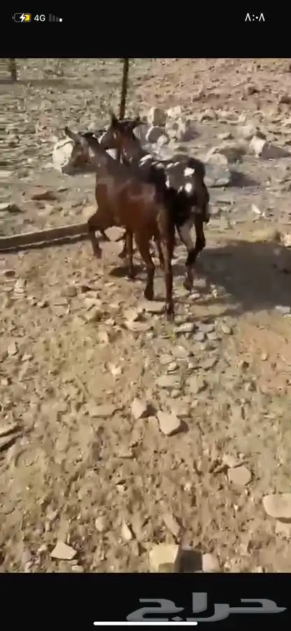 تيوس اضاحي 2