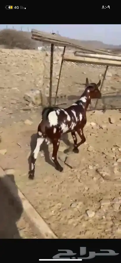 تيوس اضاحي 1