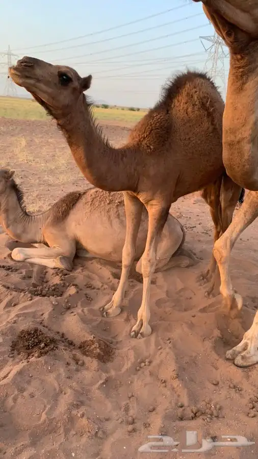 قعدان لبانيه على الحليب والمرعى العدد 4. تمم البيع 5