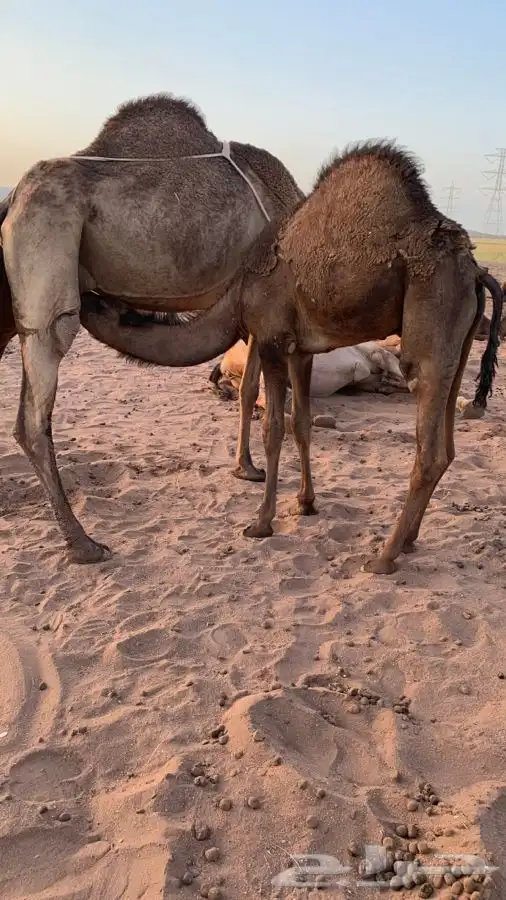 قعدان لبانيه على الحليب والمرعى العدد 4. تمم البيع 11