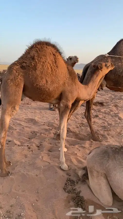 قعدان لبانيه على الحليب والمرعى العدد 4. تمم البيع 8
