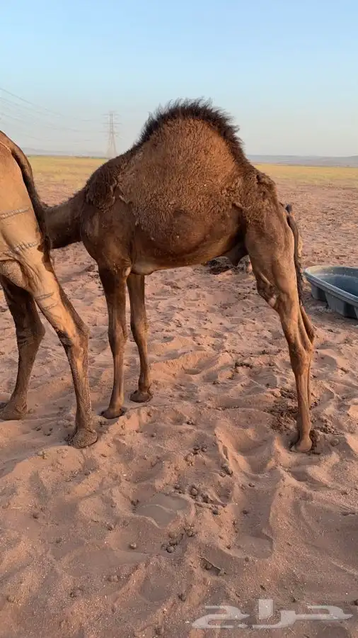 قعدان لبانيه على الحليب والمرعى العدد 4. تمم البيع 10