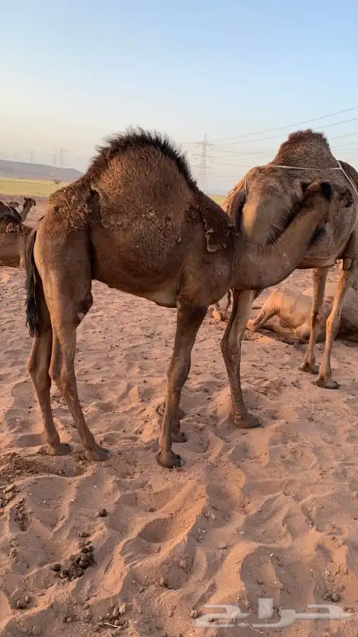 قعدان لبانيه على الحليب والمرعى العدد 4. تمم البيع 13
