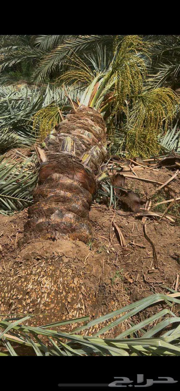 انخل للبيع 2