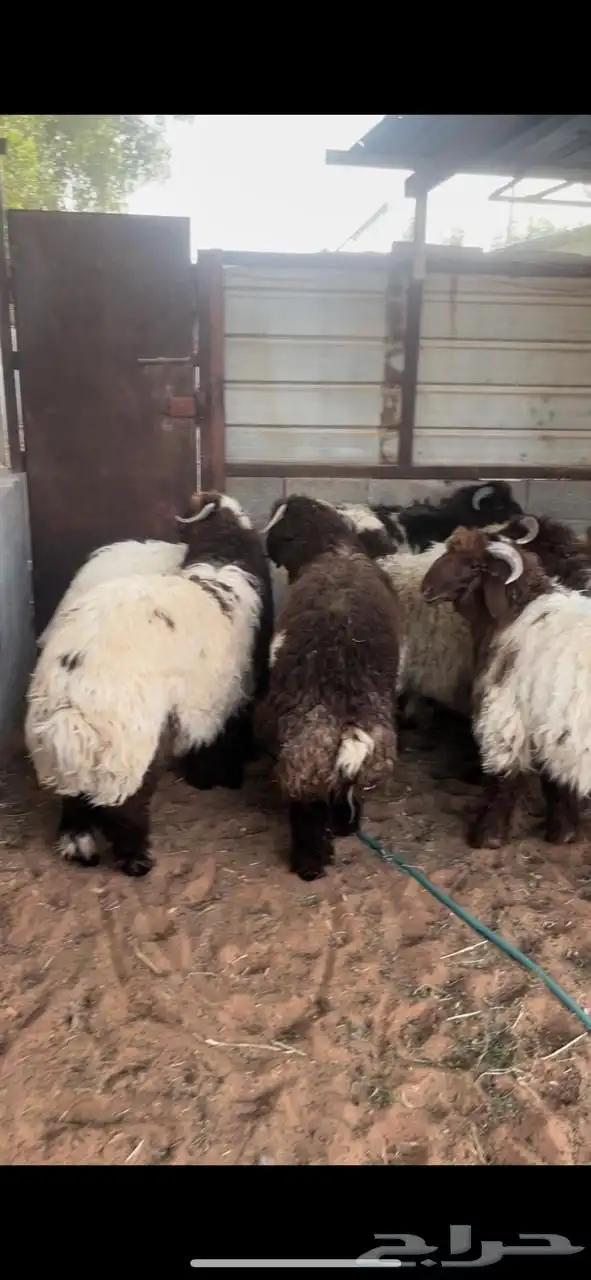 نعيمي نجدي حري 0