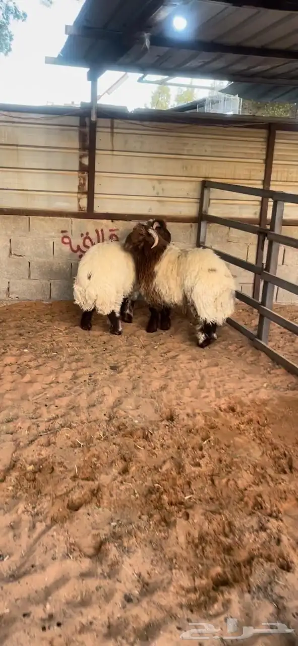 نعيمي نجدي حري 1