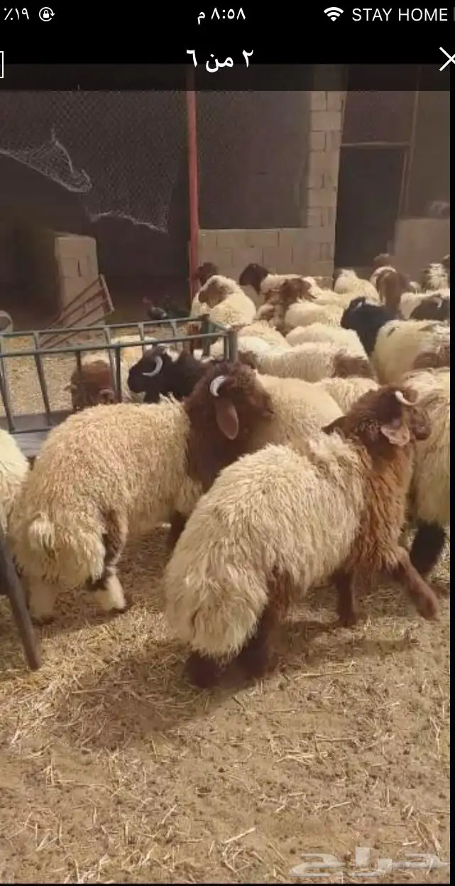 ذبايح الشرقيه 6