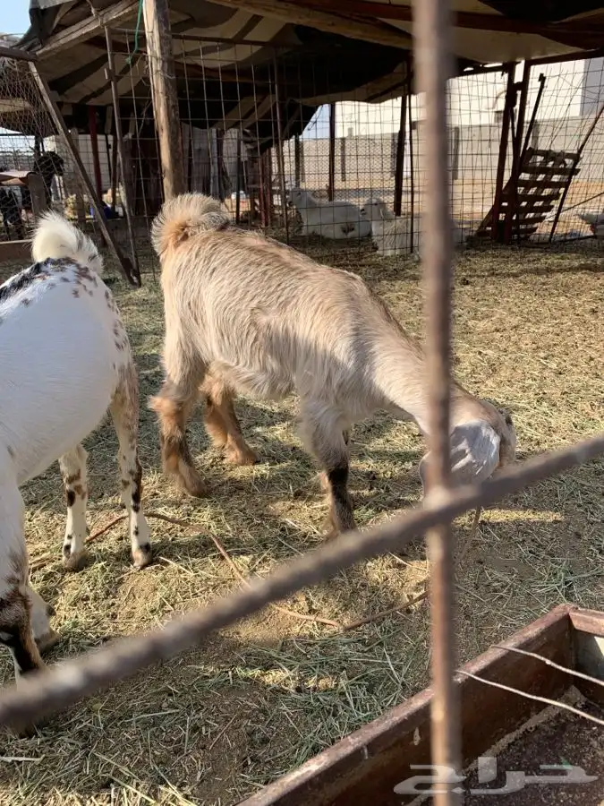تيس وجفره لبانيه 3 اشهر على الحليب شرط 4
