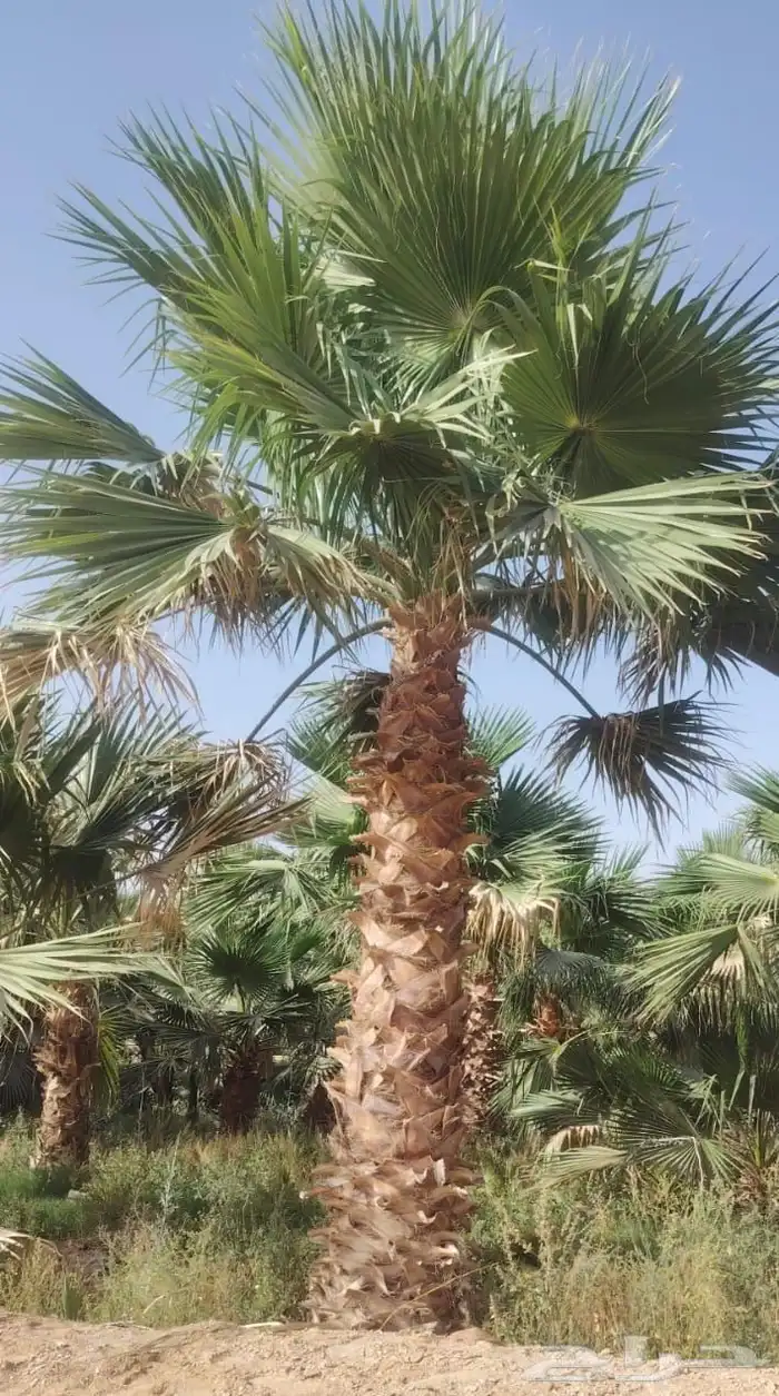 نخل واشنطني زينه أمريكي 0