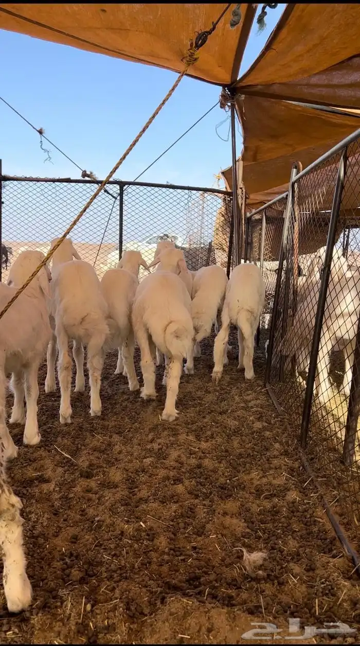 بهم بري حري للبيع ( تم البيع ) 3