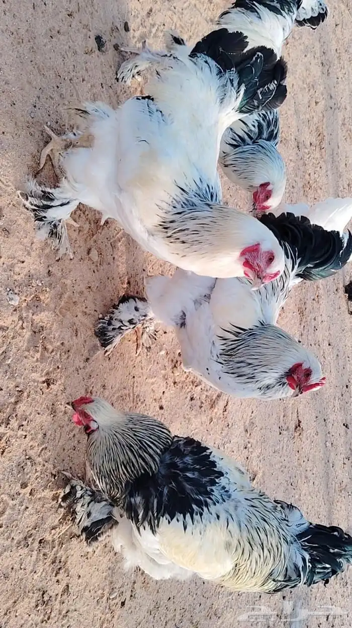 ديوك براهما للبيع .. 0
