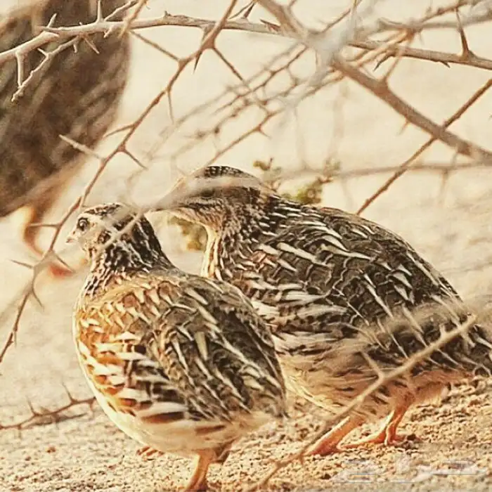 جهاز أصوات الطيور 200 صوت 3
