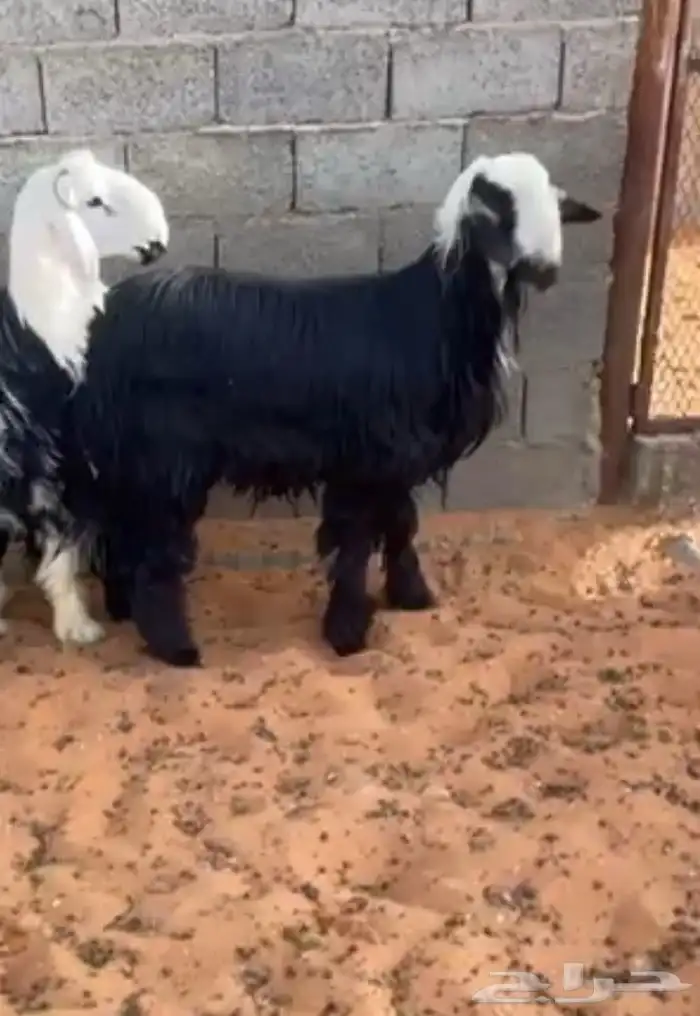 طليان نجد جذعان - طيبة 2